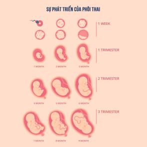 Phá thai 1 tuần tuổi - Thai 1 tuần tuổi có phá được không? 